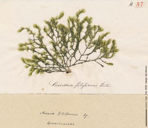 Nereia filiformis 87.jpg